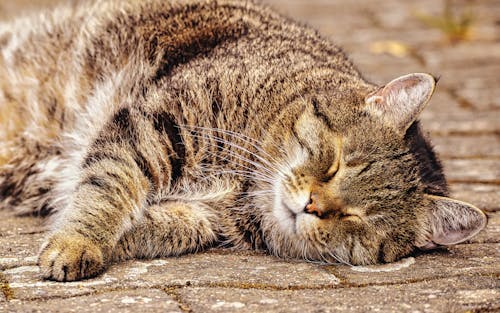 açık kedi, beton orman, hayvan fotoğrafçılığı içeren Ücretsiz stok fotoğraf