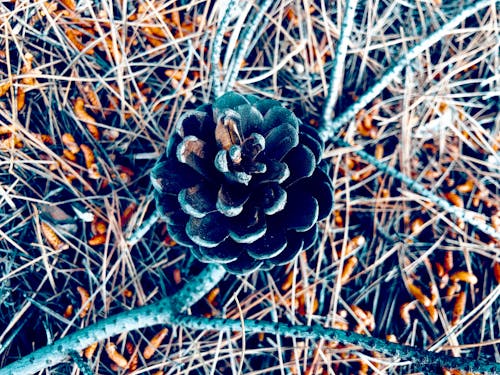 Free stock photo of beauty in nature, cone, nature