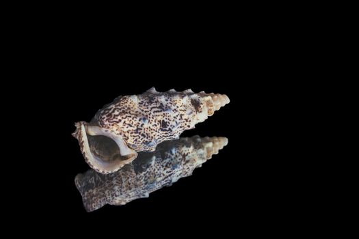 Detailed image of a sea snail shell with intricate patterns, reflected on a black surface.