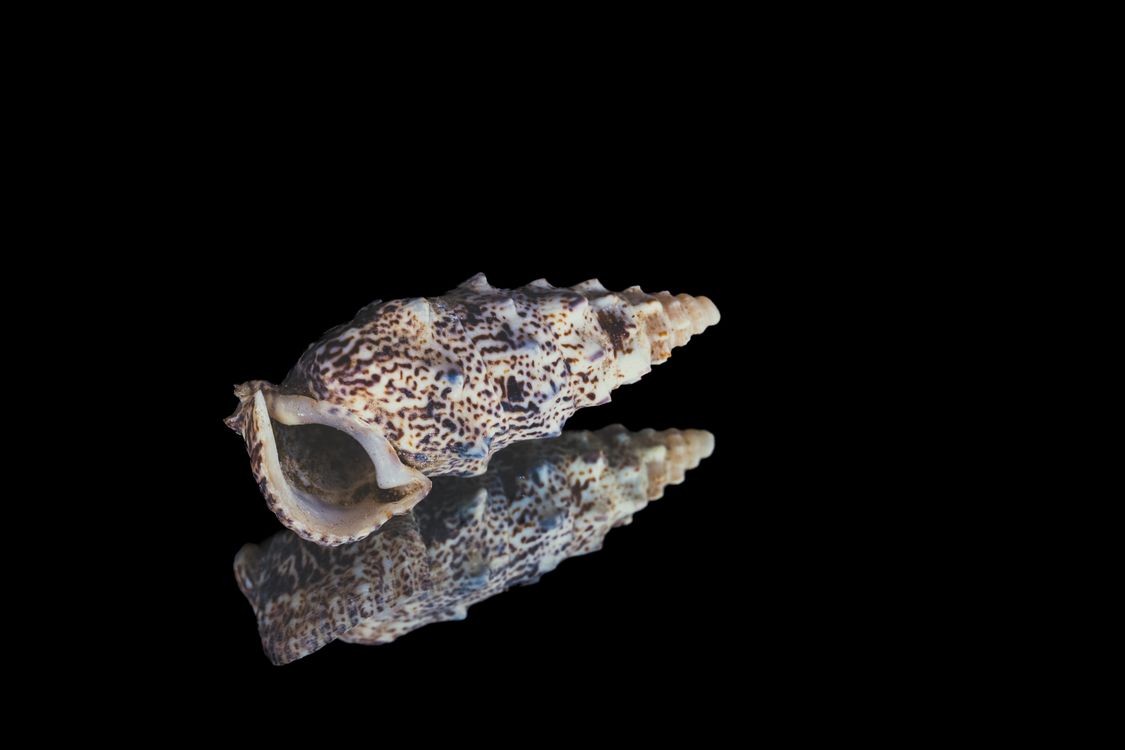 Ceirth Shell Closeup of Cumings Cerith Sea Snail Shell · Free Stock Photo