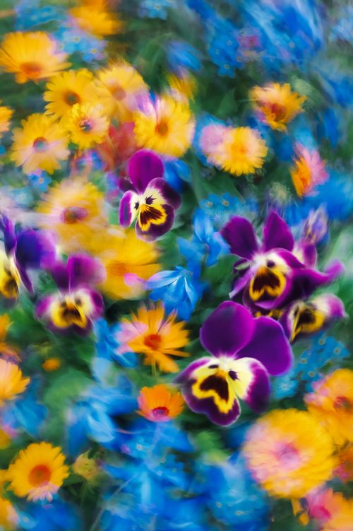 Free Colorful blurred image of pansies and wildflowers in a vibrant garden setting. Stock Photo