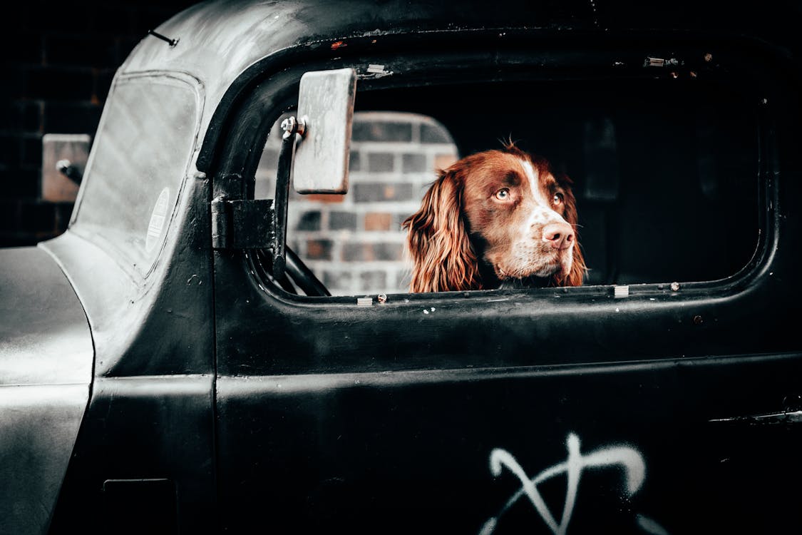 A dog watching from the window of a car