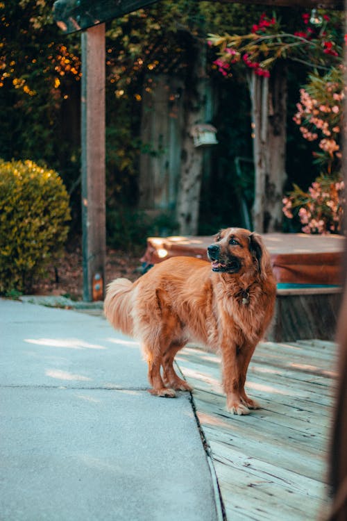 歩道上の犬の写真