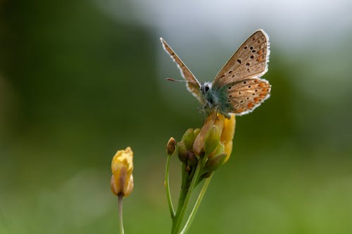Imagine de stoc gratuită din biologie, delicat, entomologie