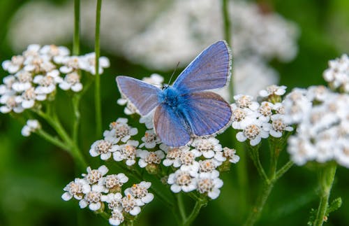 Бесплатное стоковое фото с бабочка, дикая природа, дикий