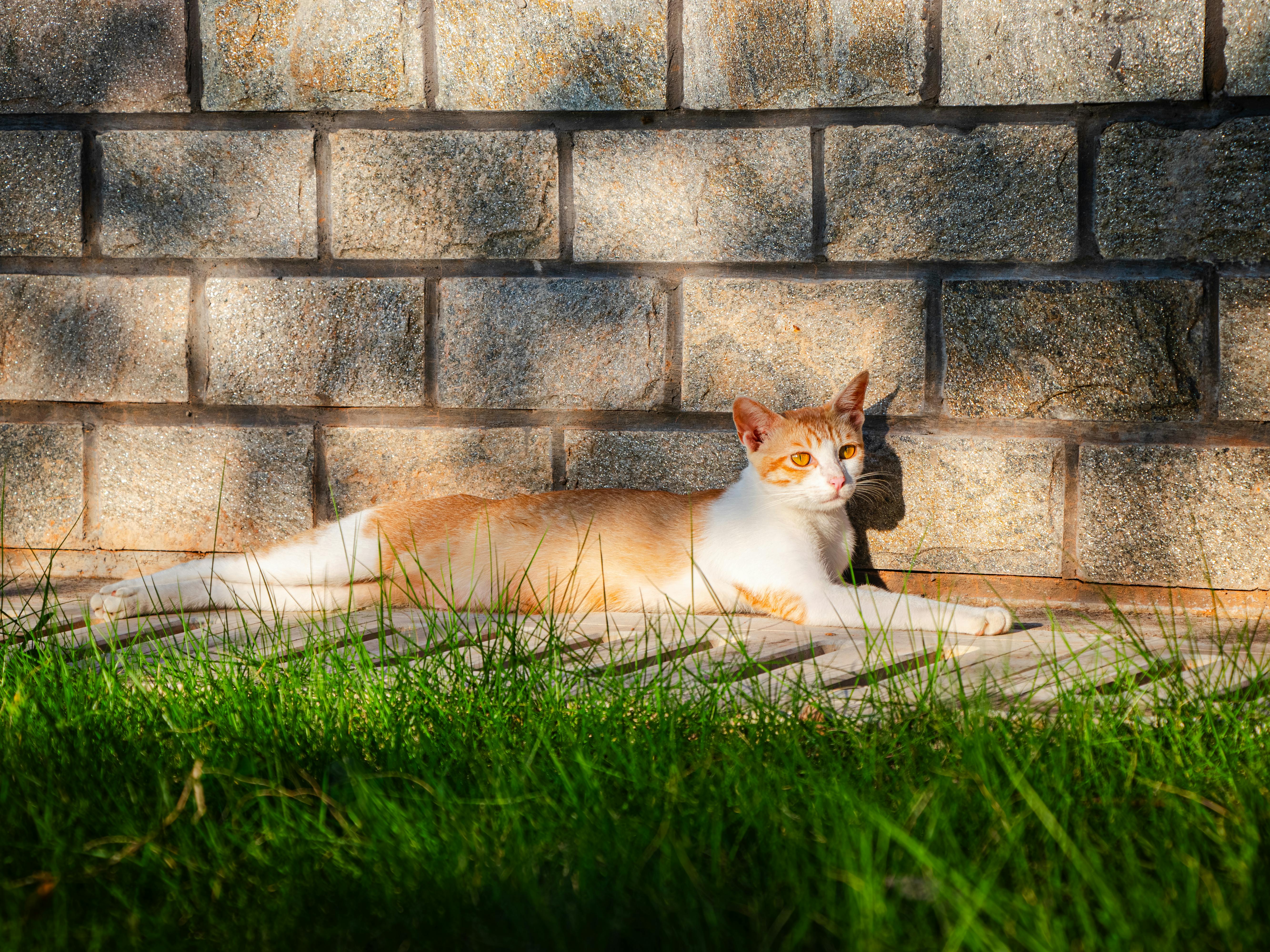 A well-maintained block wall in a backyard. 