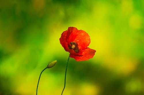 A single red poppy flower is shown in front of a green background