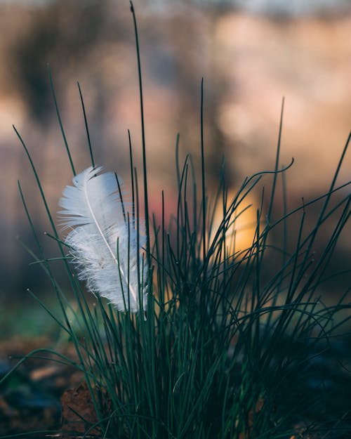 Free stock photo of feather, grass, minimalism