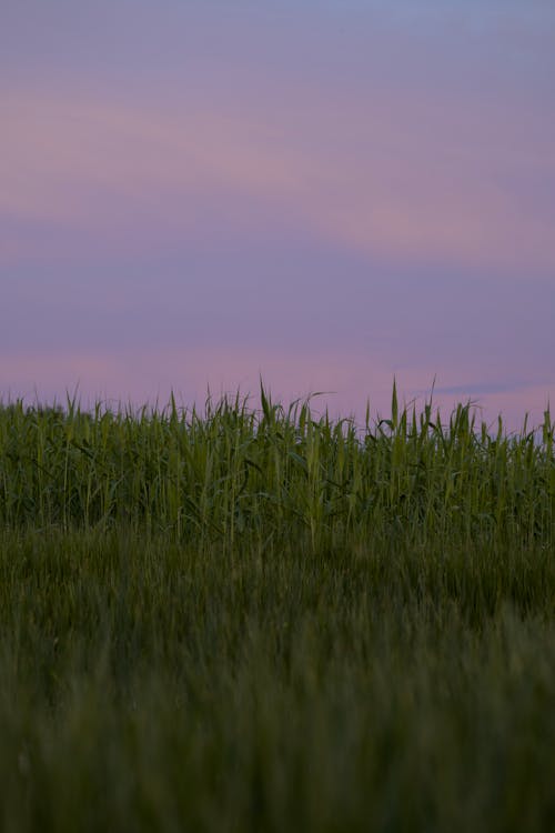 Green grass in a purple sunset