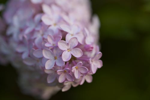 Gratis lagerfoto af almindelig lilla, blomst, blomst makro