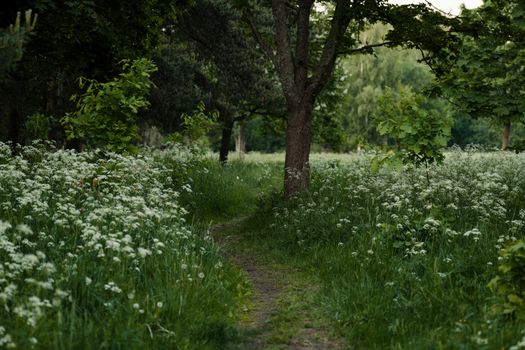 Tranquil forest scene with blooming wildflowers and lush greenery, perfect for a springtime escape.