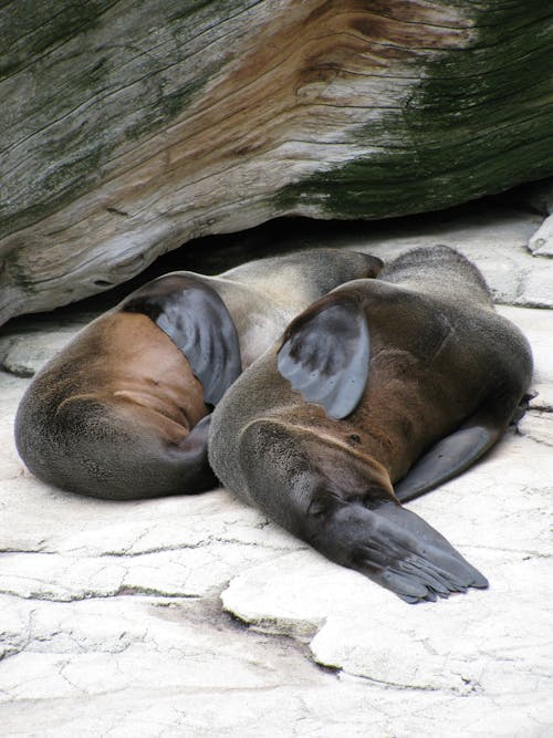 Two sea lions are laying on the ground
