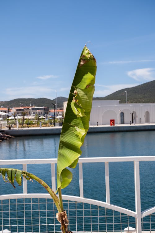 A banana plant is growing on the railing of a dock