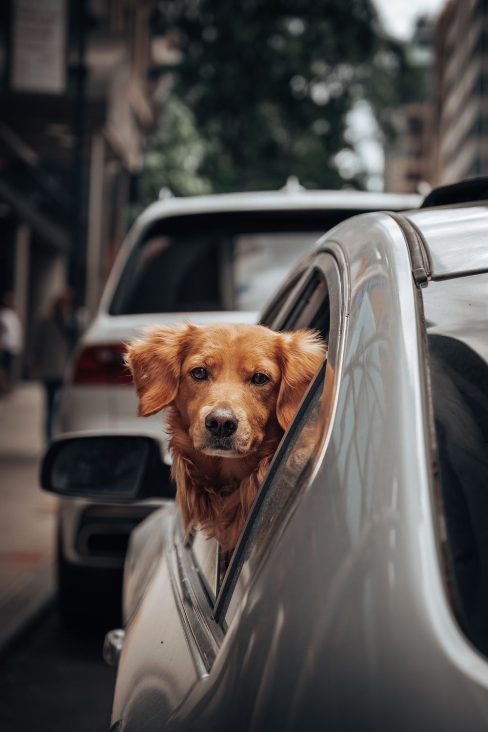 Golden Retriever looking out of a car window during a road trip
