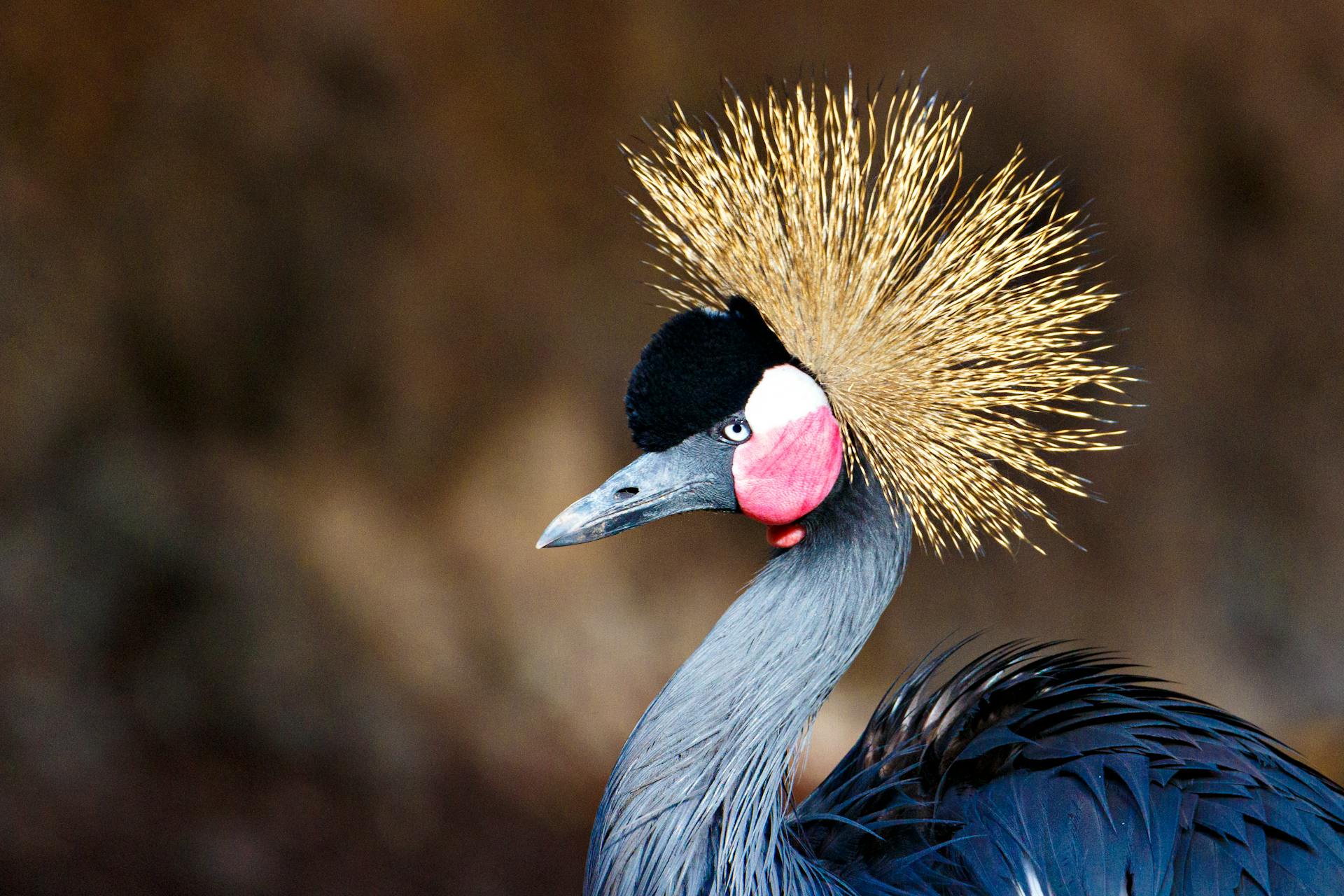 Close-up of a striking black crowned crane in its natural habitat, showcasing vibrant plumage.
