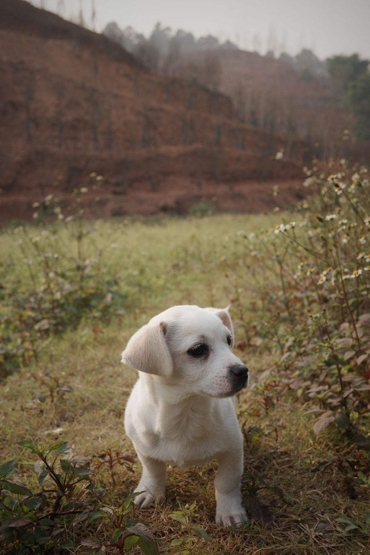 Turkey and Spinach Dog Food Recipe for Diabetic Dogs