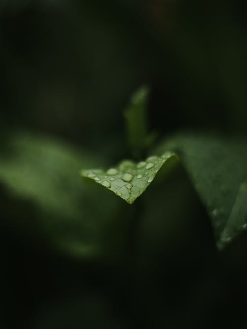 Бесплатное стоковое фото с большие листья, дождь, капли дождя