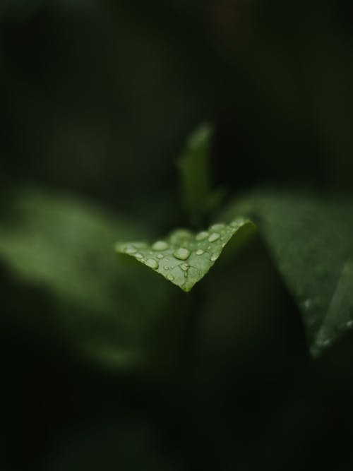 leaf