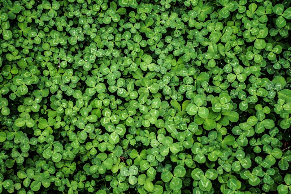 Vibrant green clover leaves creating a dense, natural pattern with dew drops.
