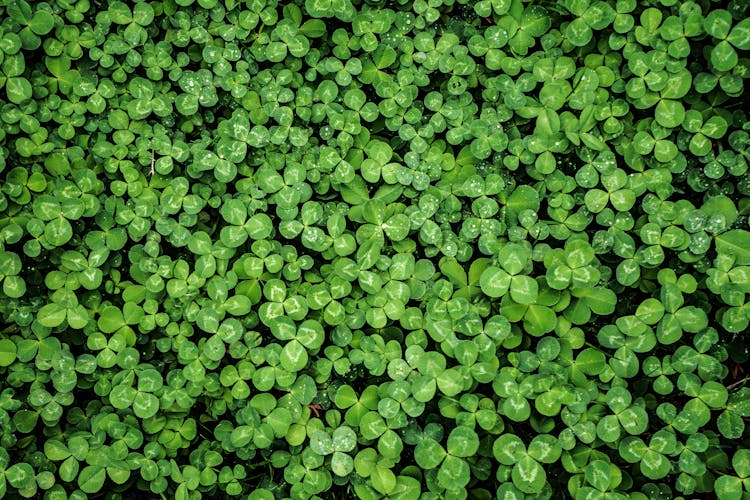 Green Leafed Plants