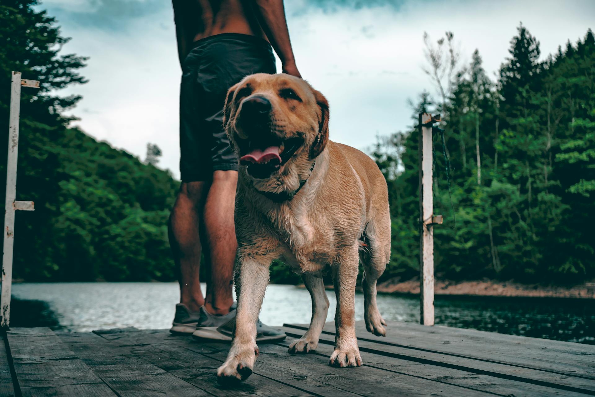 Brown Dog