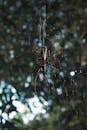 Northern Golden Orb Weaver