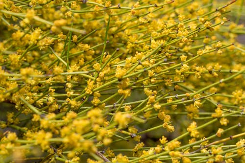 Free stock photo of beautiful, blooming, desert