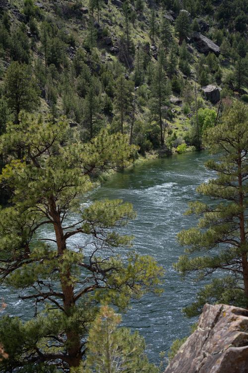 Free Beautiful river flowing through lush forest landscape in Dutch John, Utah. Stock Photo