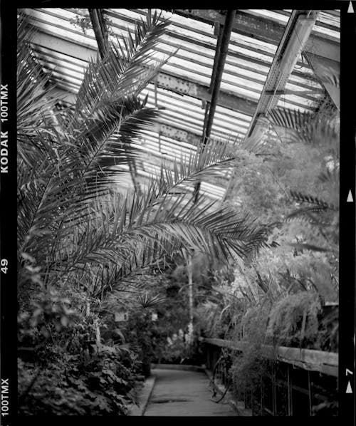 Black and white photograph of a walkway with plants