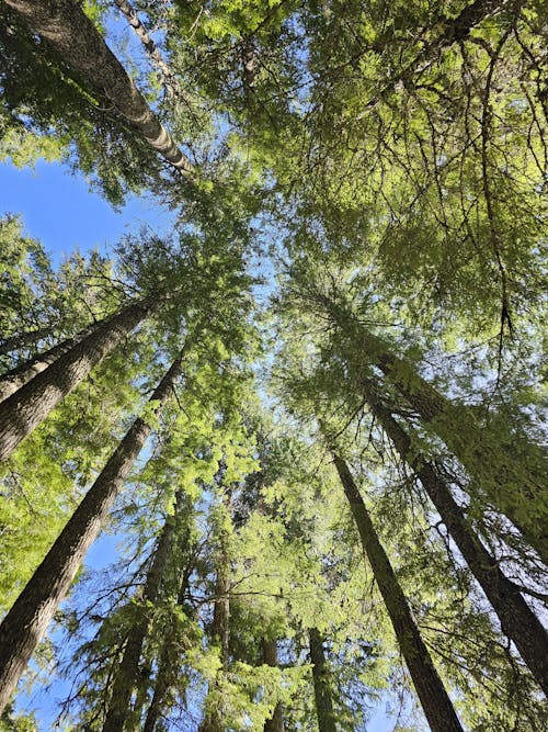 A view of tall trees in a forest