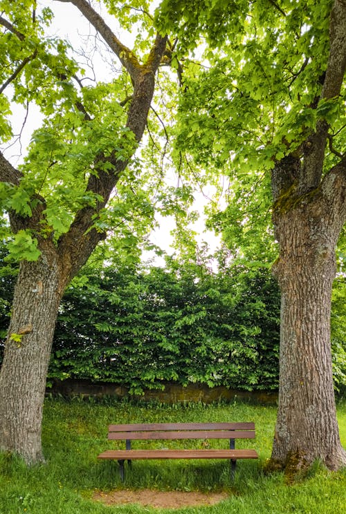 A bench in a park surrounded by trees