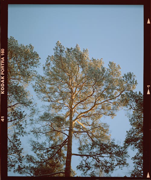 Foto d'estoc gratuïta de alt, arbre, cel clar