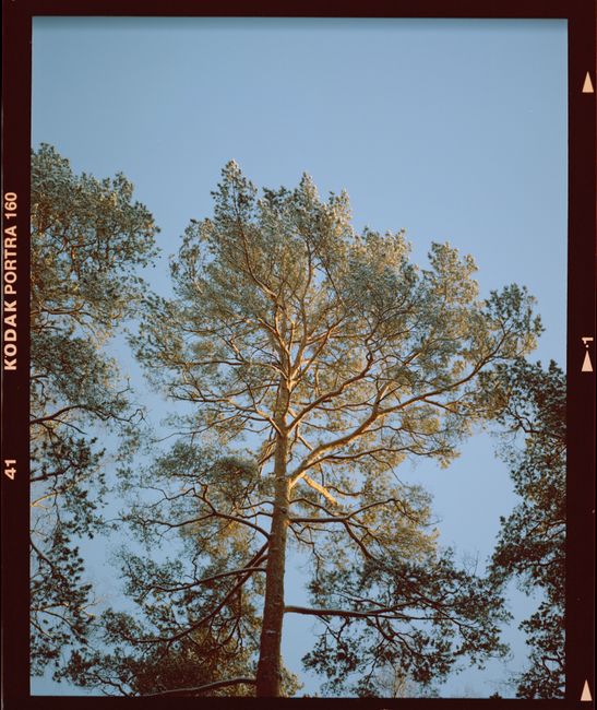 Tall pine trees standing against a bright, clear blue sky captured in vintage style.