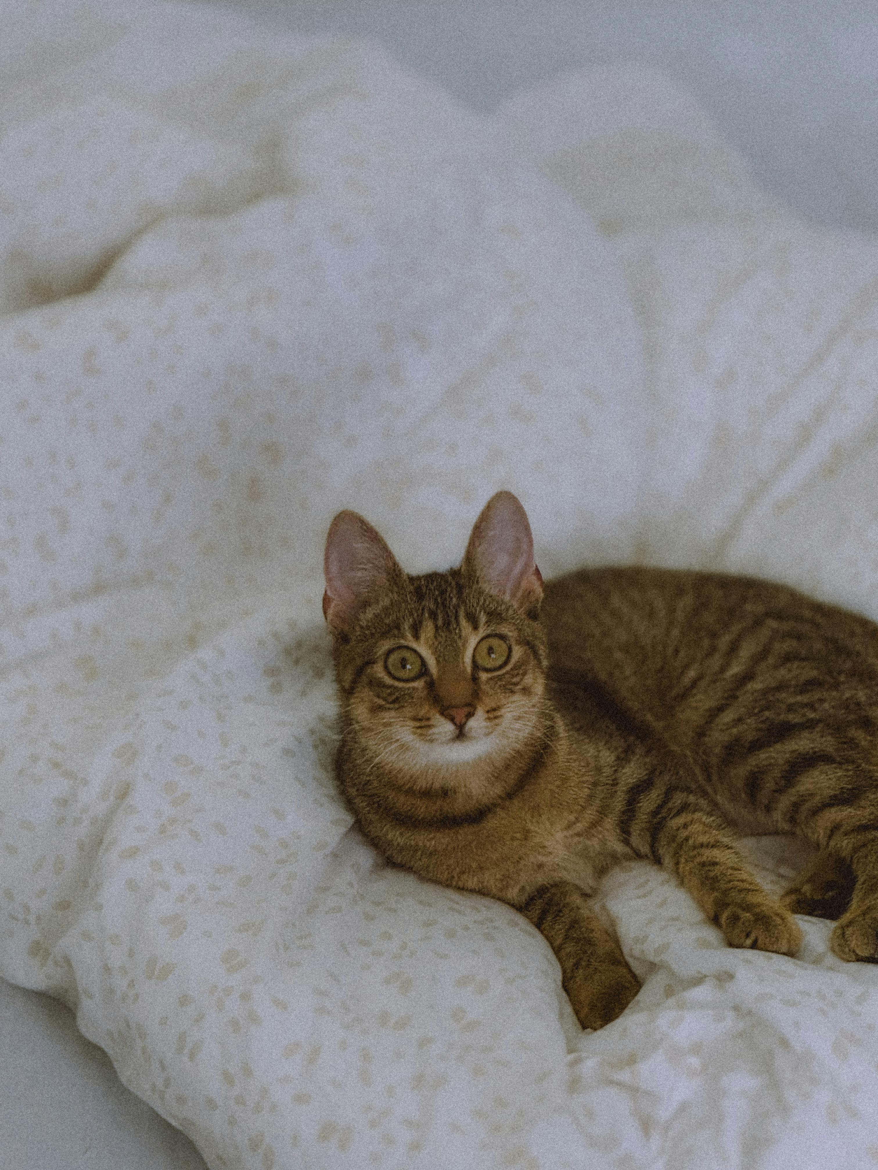 Adorable tabby cat lounging comfortably on a cozy bed, looking surprised.