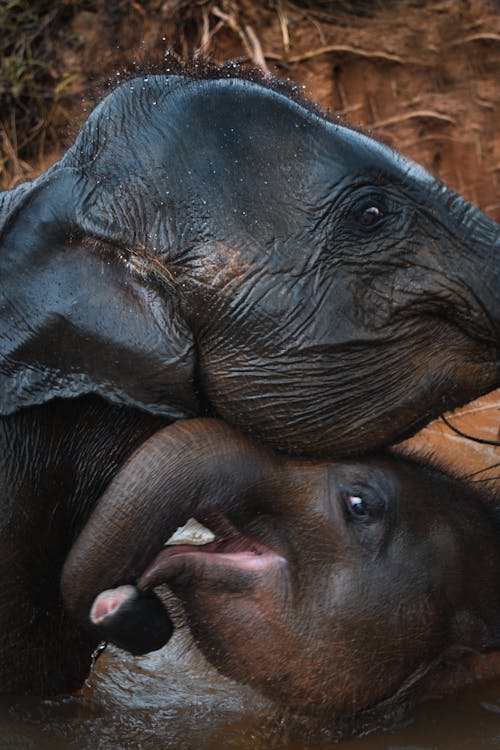 Gratuit Deux éléphants Noirs Dans Un Plan D'eau Photos
