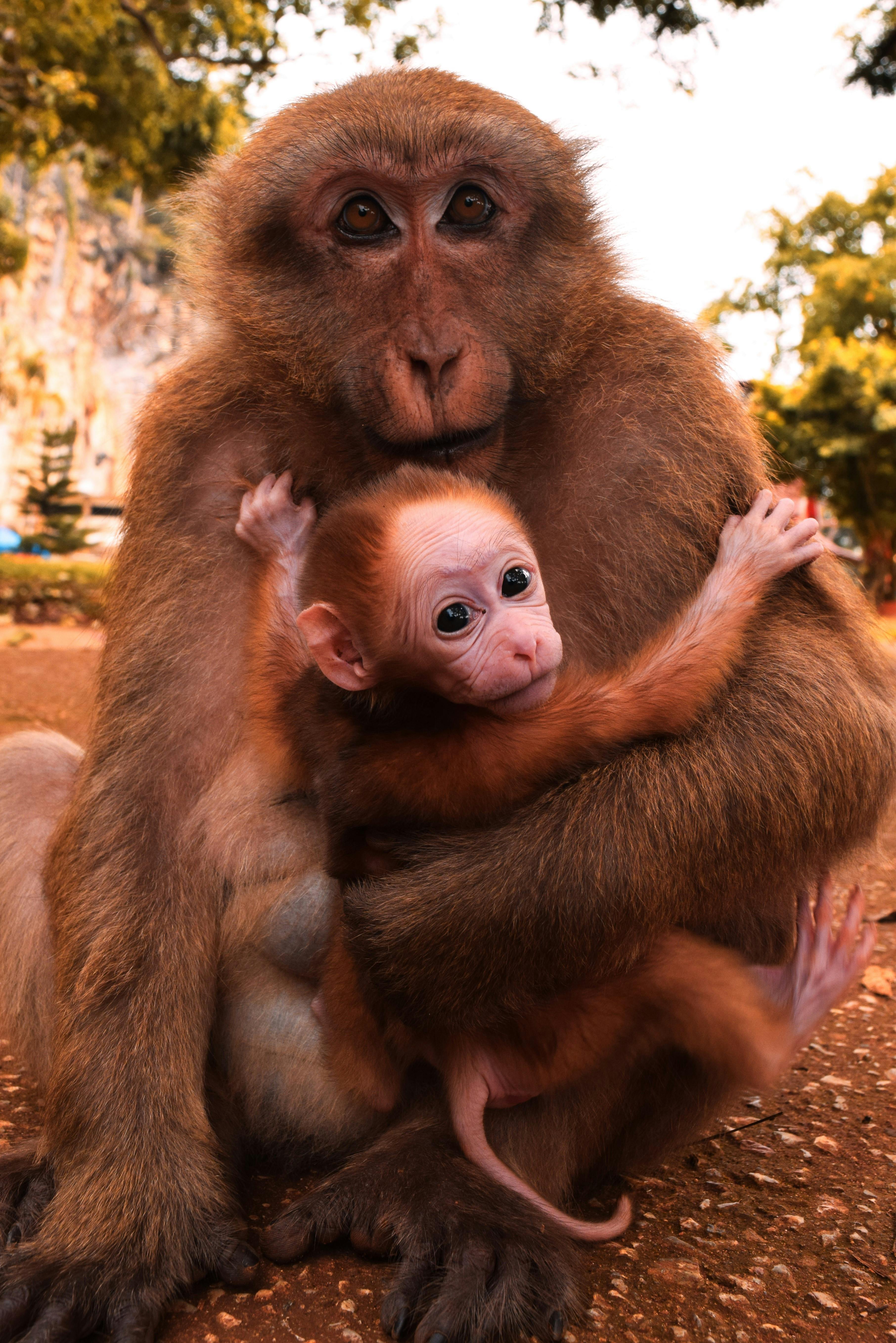 Fotos Macaco Fofo, 52.000+ fotos de arquivo grátis de alta qualidade