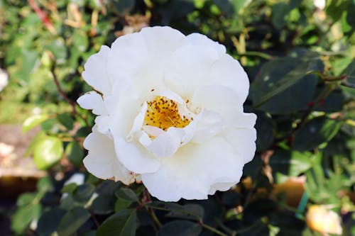 Fotobanka s bezplatnými fotkami na tému biela ruža, biele okvetné lístky, biely kvet