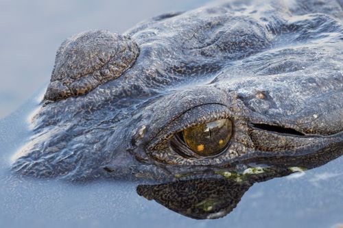 Free Detailed image of a crocodile's head partially submerged in water, showcasing its eye and textured skin. Stock Photo