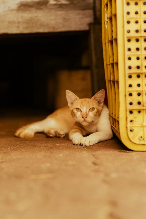 A cat is laying on the ground next to a yellow crate
