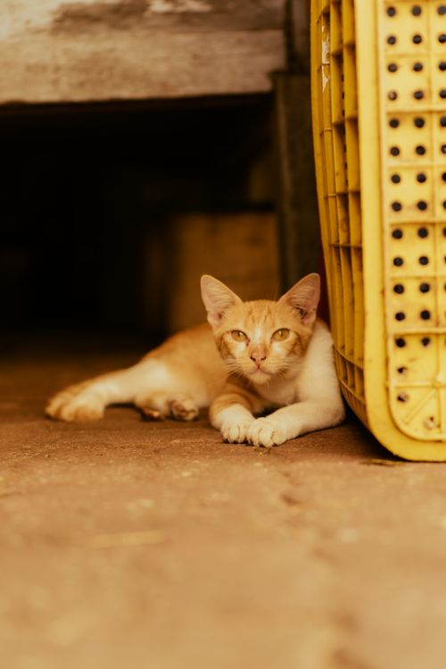 Free Adorable cat lounging beside a vivid yellow crate indoors, conveying warmth and relaxation. Stock Photo