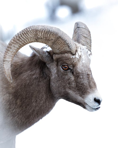 Imagine de stoc gratuită din a închide, adâncime de câmp, animal