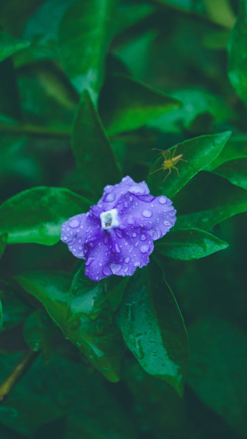 Základová fotografie zdarma na téma kapka vody, krásná květina