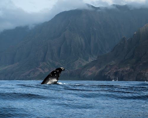 Whale on Sea Near Mountains