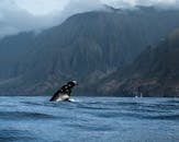 Whale on Sea Near Mountains