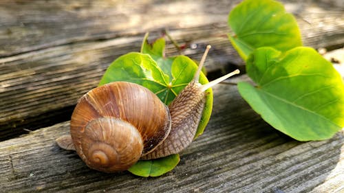 A snail is sitting on a wooden table with green leaves