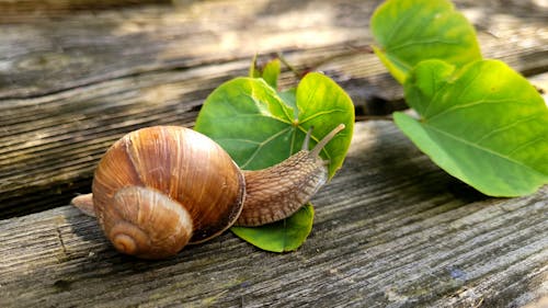 A snail is sitting on a wooden table with green leaves