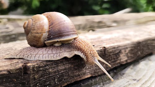 A snail is crawling on a wooden plank