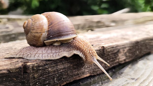 Detailed shot of a snail on a wooden surface, showing natural textures.
