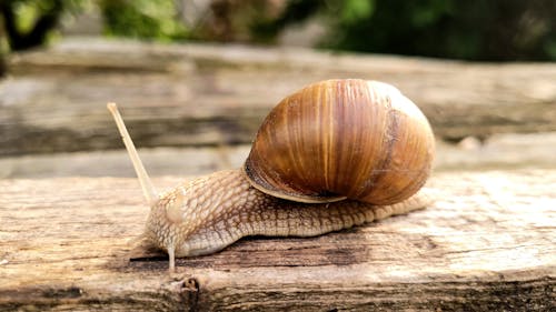 A snail is sitting on top of a wooden table