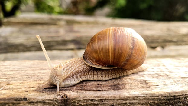 A detailed close-up of a snail on a wooden surface in a natural setting.